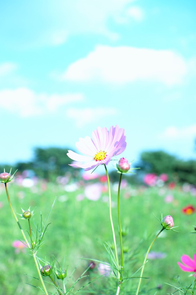 秋桜