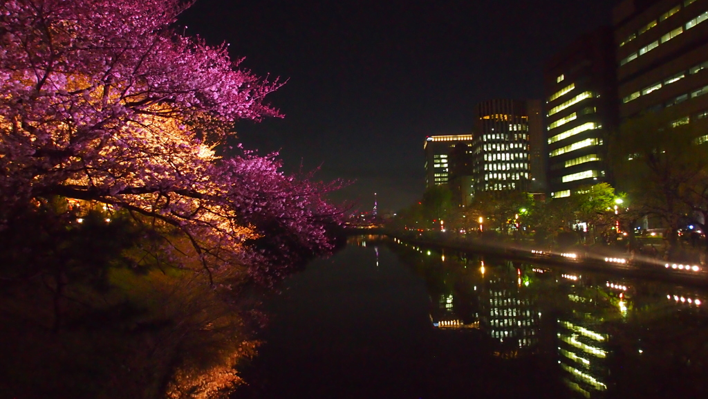 福岡タワーと福岡城夜桜