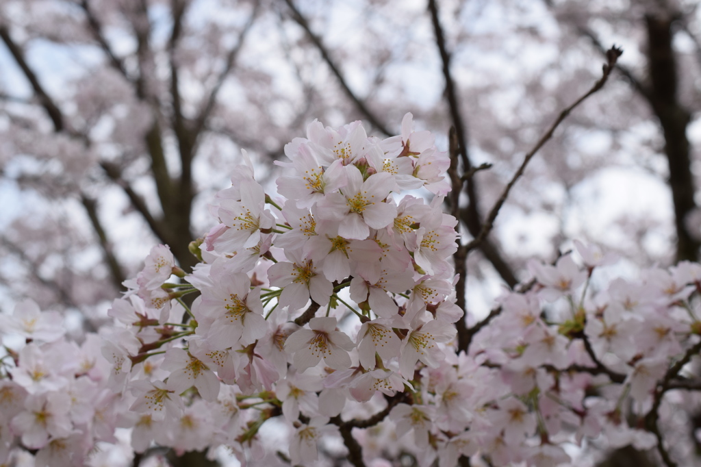 桜満開