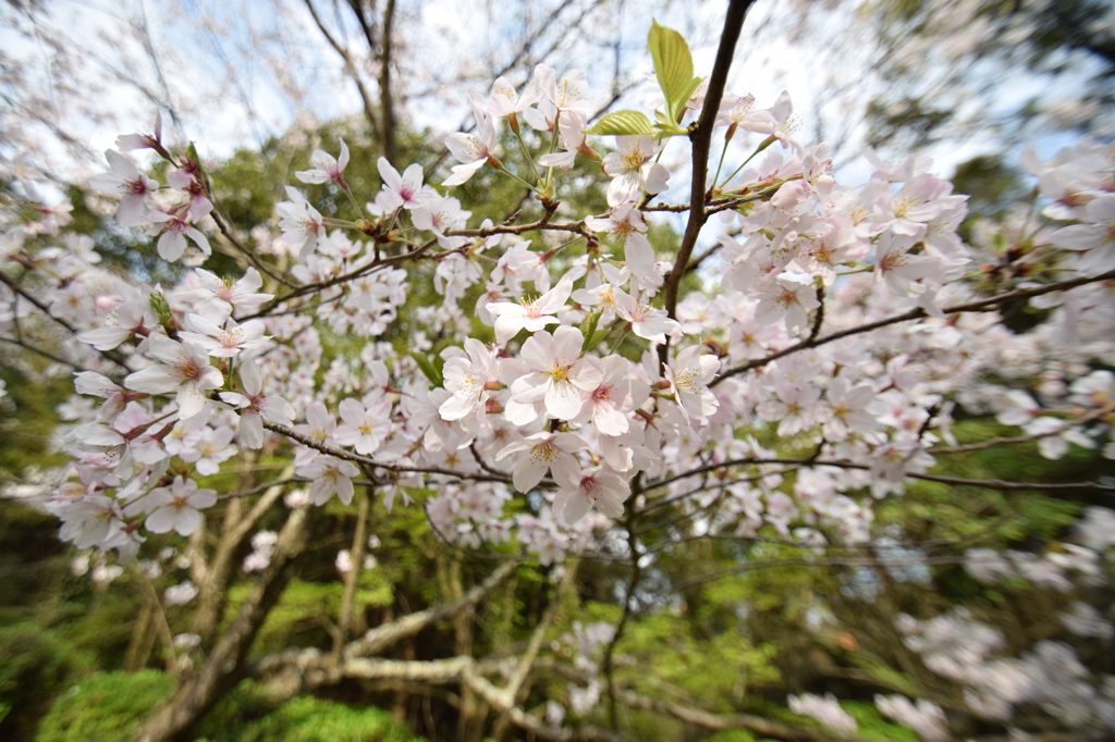 桜