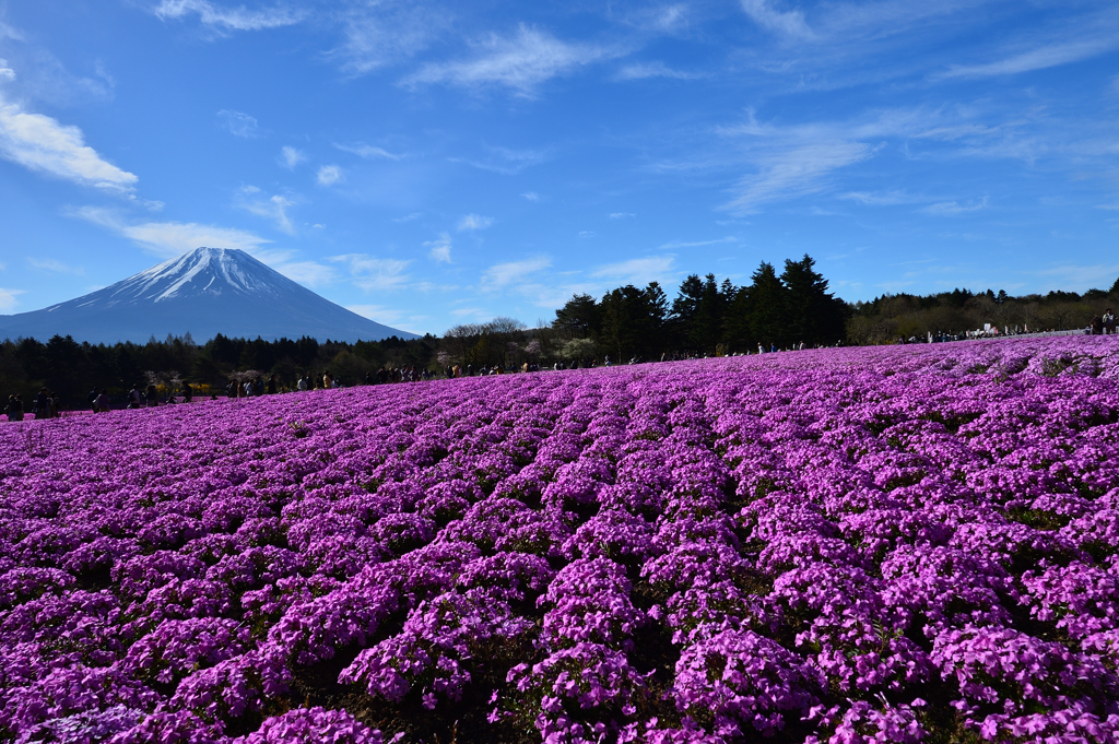 皐月芝桜