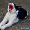 ねこ始めました。その1