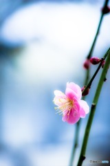 待ってる｡･*･:♪