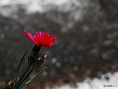 母の日✿