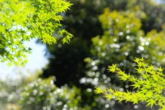 癒し…