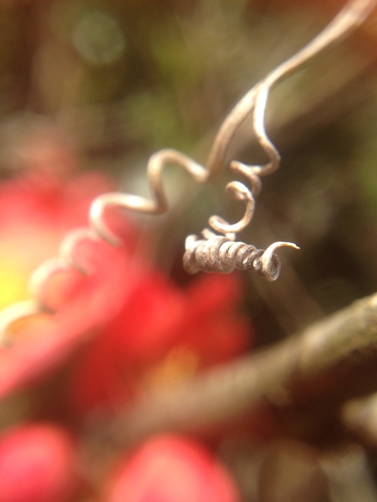 ま・巻きすぎた〜^^;