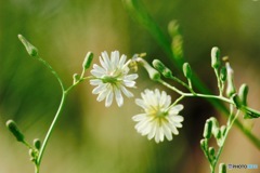 コイバナ✿