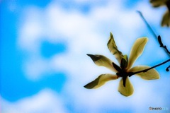 空も翔べる…(｡-∀-)ﾆﾋ♪