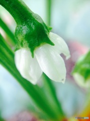 問題！ これは何のお花でしょう？