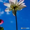 上を向いて…