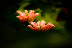 pink snake…？