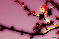 wine color⁈
