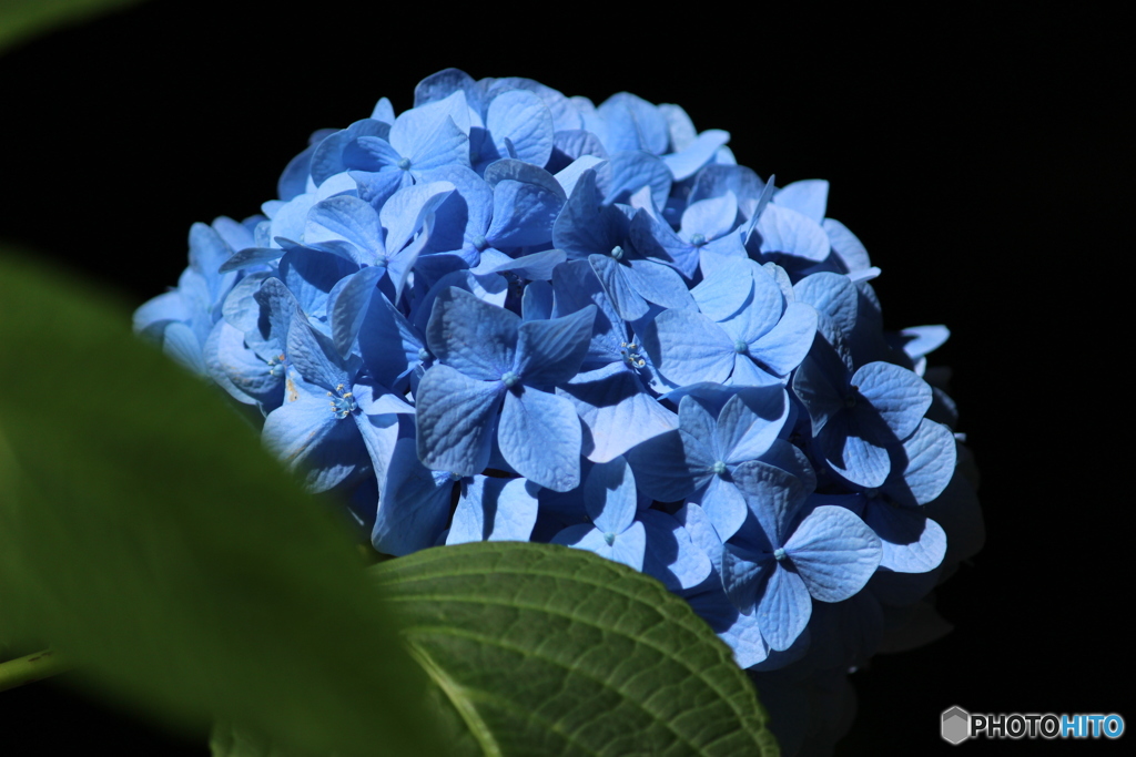 The 紫陽花✿