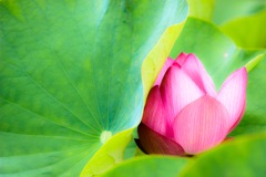 かくれんぼ✿