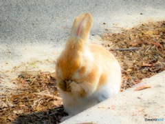 お願いっっ！（^人^）