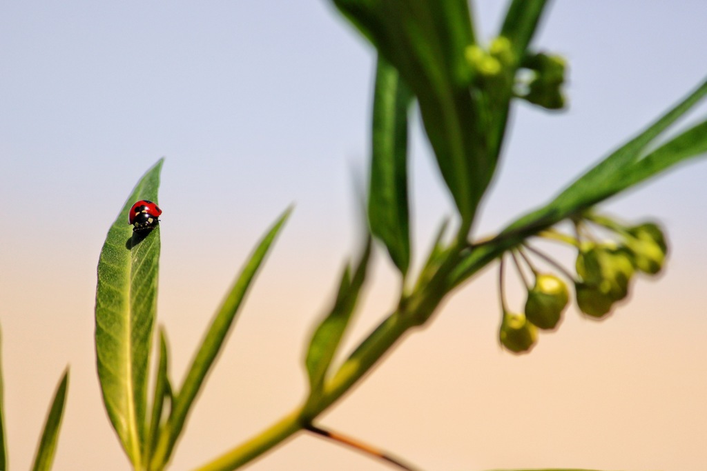 Lady bird
