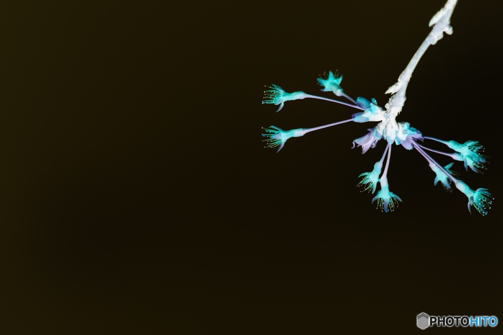 HANABI❀