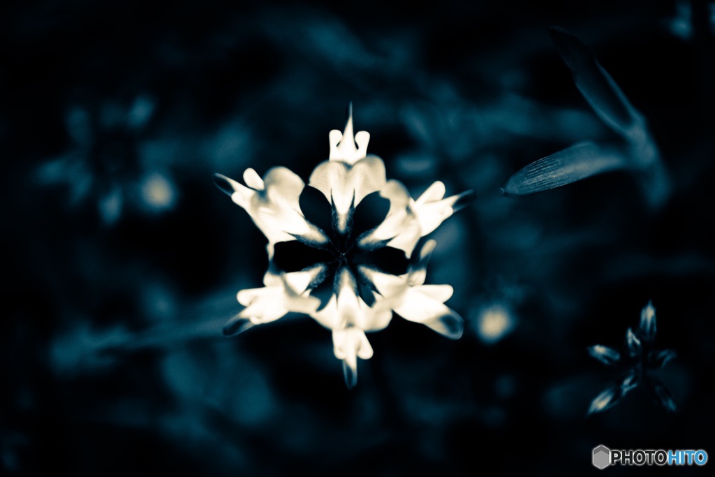 ✿影の花✿