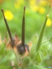 キャンドル？