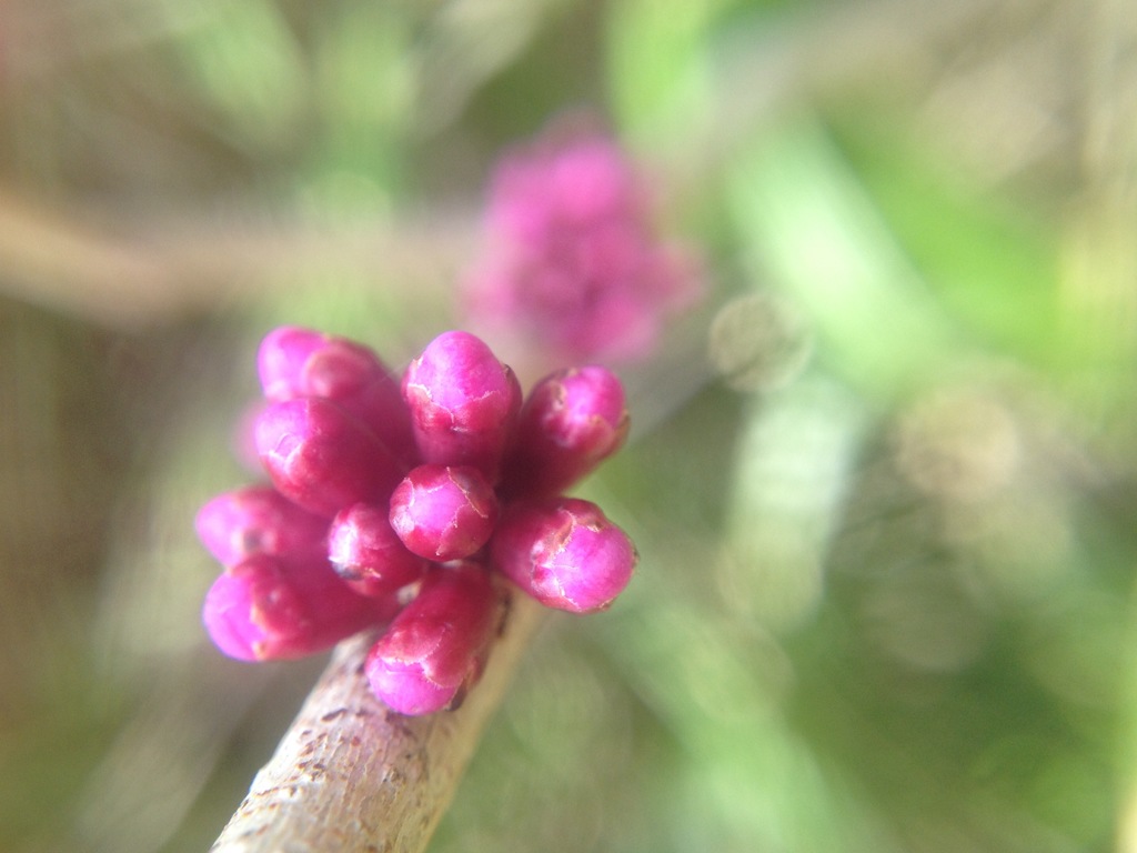 花蘇芳