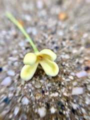 最後まで…