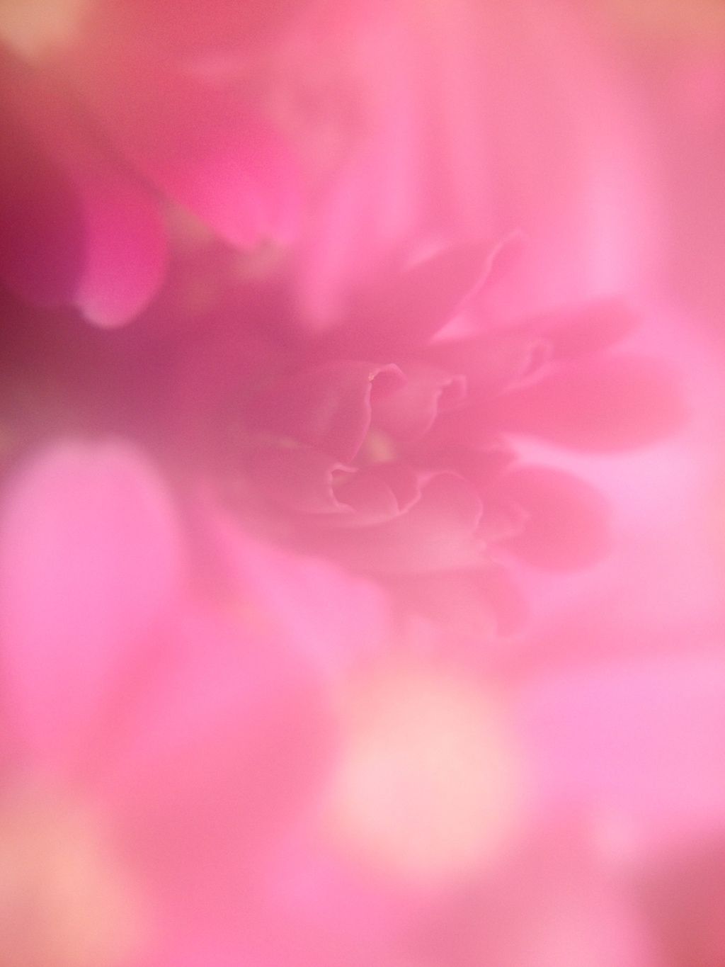 淡い夢…