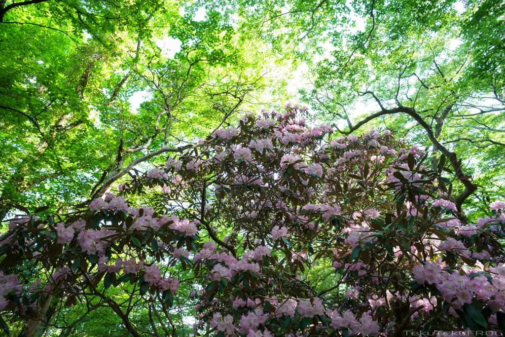2017年「新緑とシャクナゲの花」