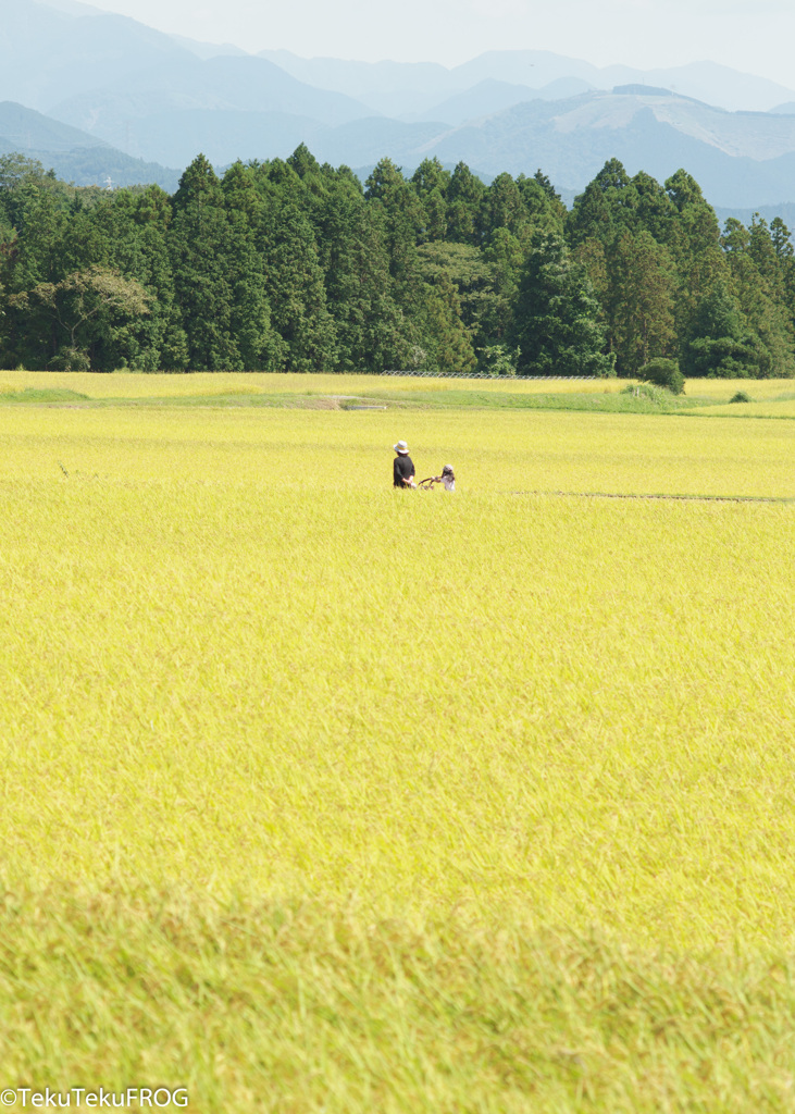 2014年「黄金色の日常」