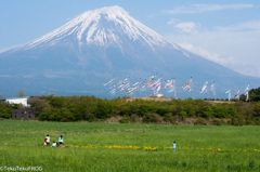 2013年「鯉のぼりと富士山と」