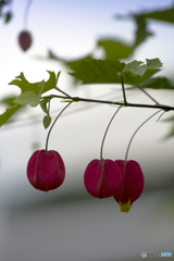 Abutilon（浮釣木）