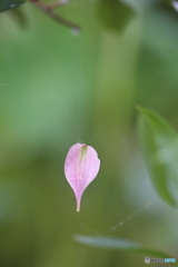 花弁絡む