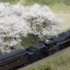 桜を観てゆく