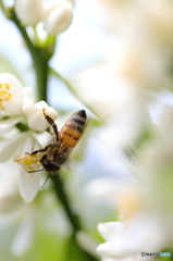 みかんの花とミツバチ