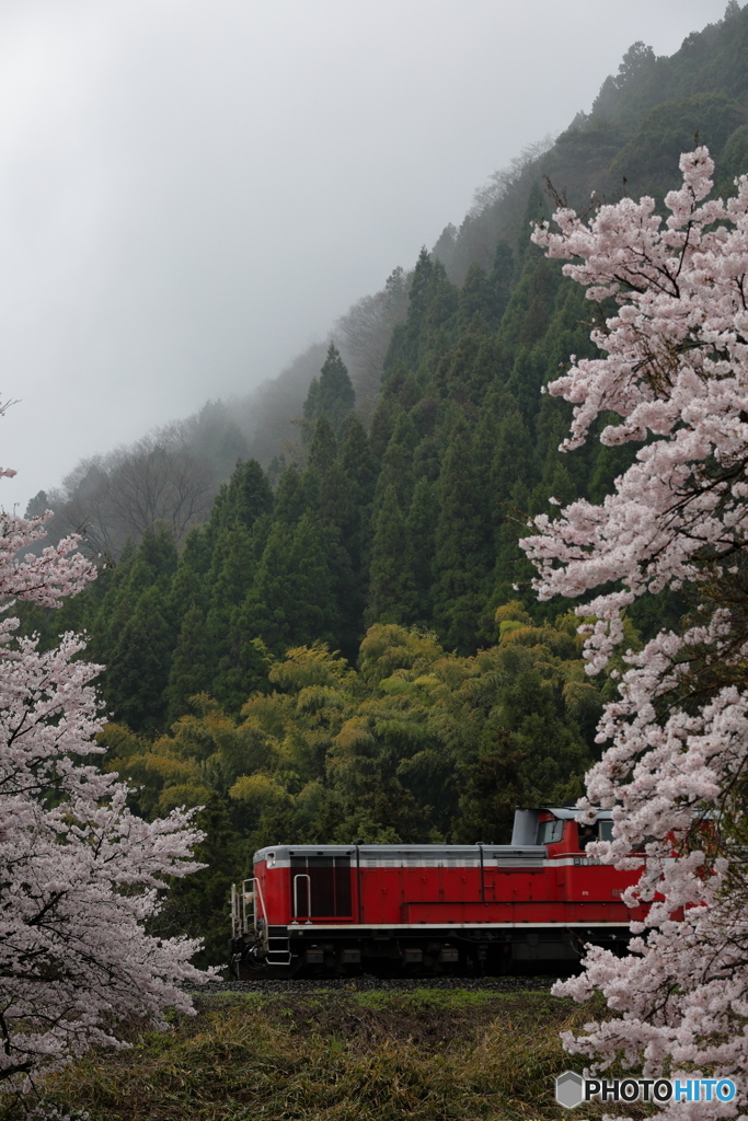 桜と春雨
