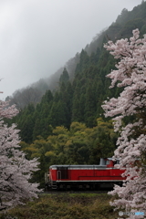 桜と春雨