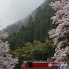 桜と春雨