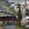 津和野桜だより