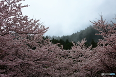 雨日陽春Ⅱ