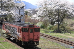 桜とキハ（ゆっくりと春景色）