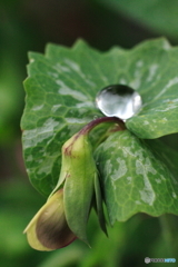 さやえんどう「蕾」