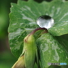 さやえんどう「蕾」