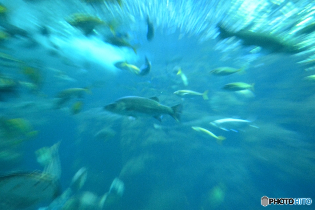 Dive into the sea