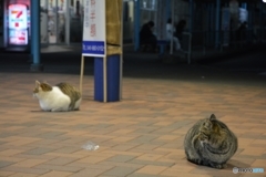 それぞれの年越し(1)
