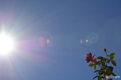 されど眩しきかの光刺す