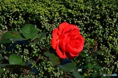 紅