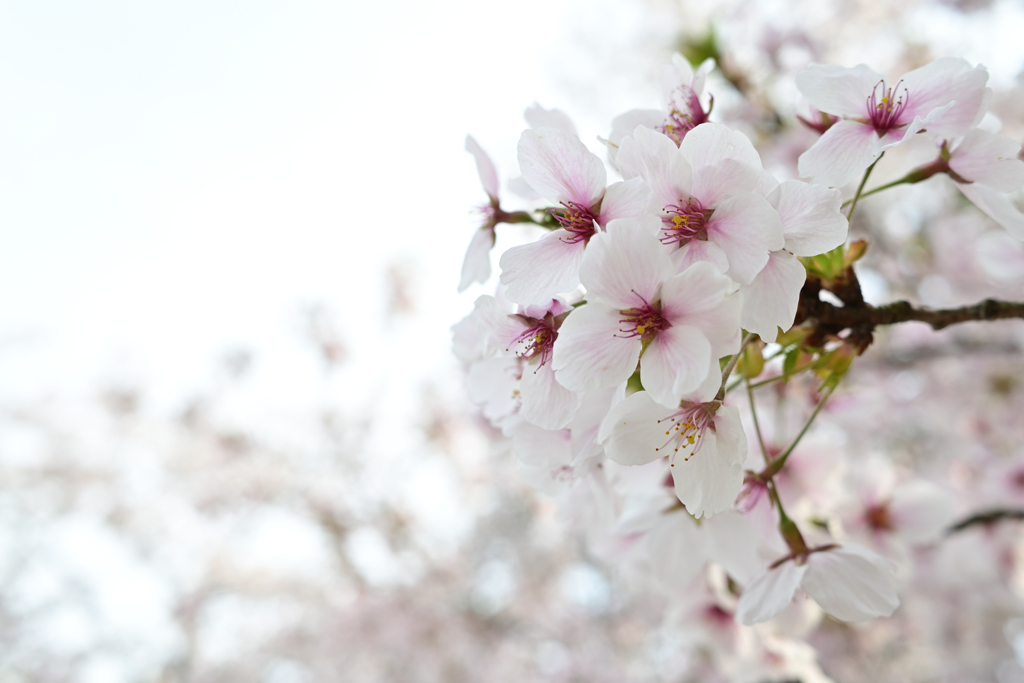 弥彦神社桜１