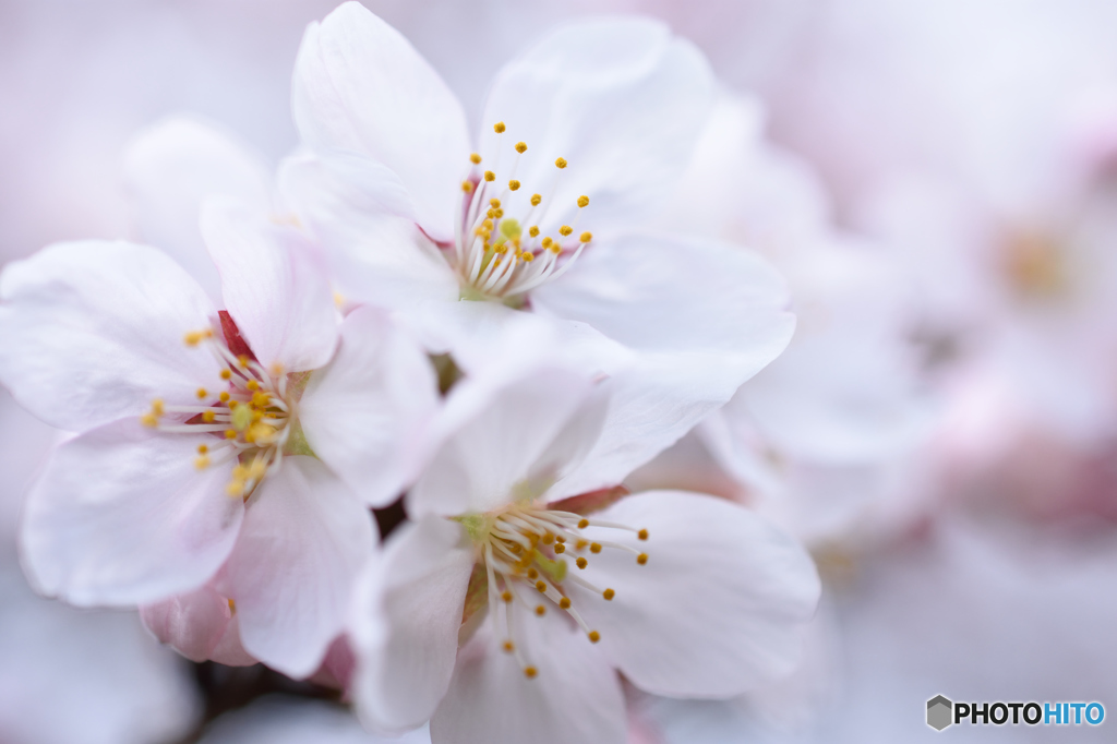 桜、開花宣言！
