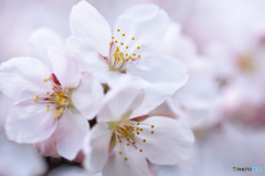 桜、開花宣言！