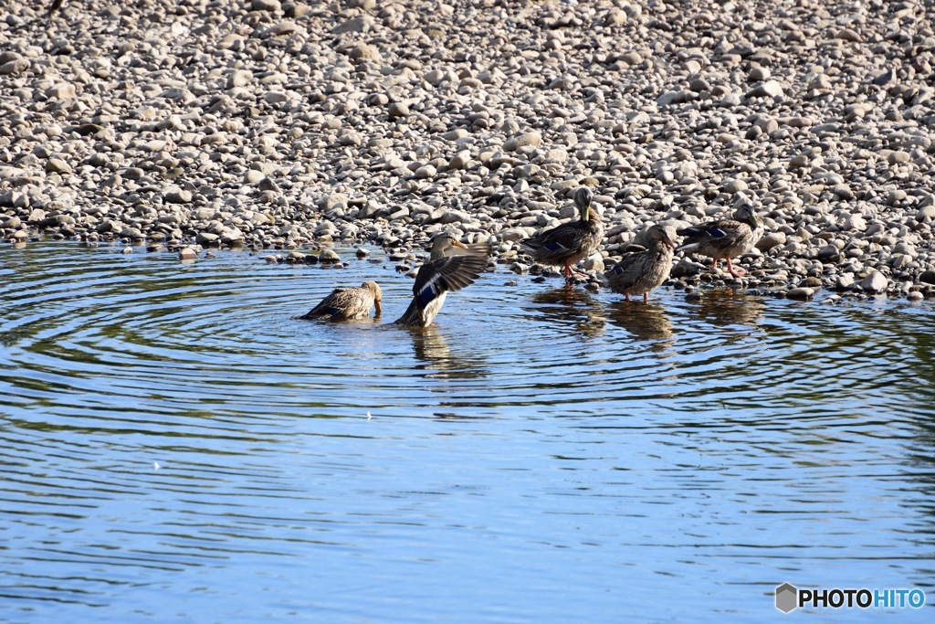 DSC_6704