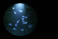 Jellyfish-5